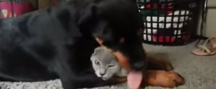 Rottweiler Licking Cat Video