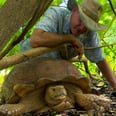 Check Out These HUGE Tortoises on This Week's Aloha Vet!