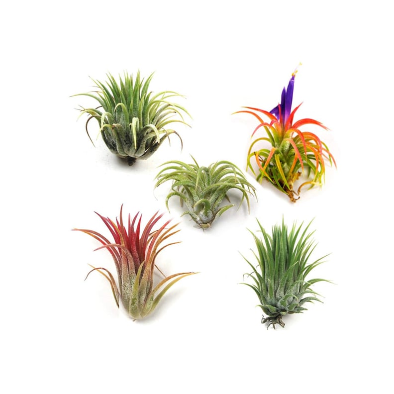 The Air Plant Shop Air Plants