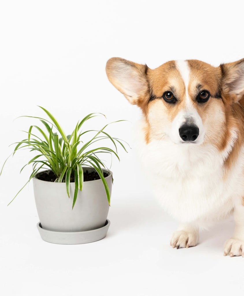 Potted Spider Plant