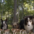 Will Ferrell, Jamie Foxx, Isla Fisher, and Randall Park Star as Dogs in the Hilarious NSFW "Strays" Trailer