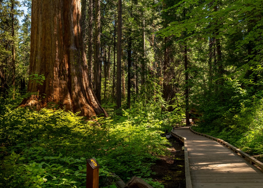 Calaveras Big Trees State Park, Arnold, CA