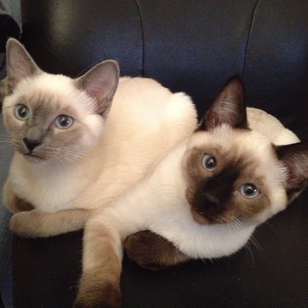 chocolate point siamese vs seal point