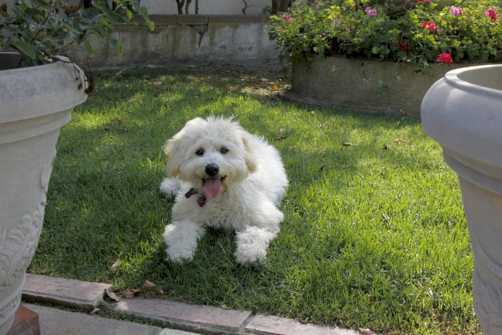 Cute Pictures of Goldendoodles