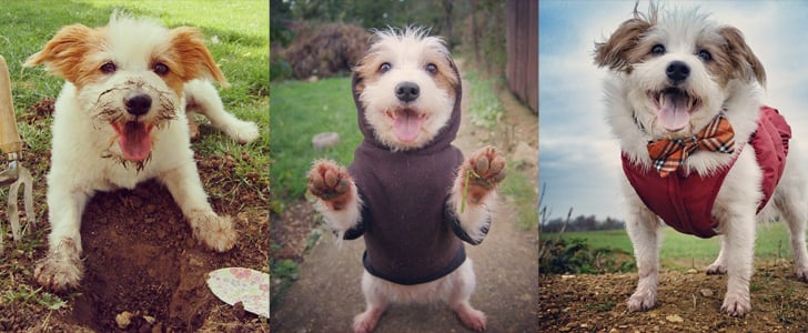 Ginny the Dog on Instagram