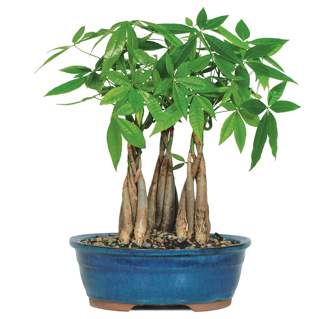 live money tree