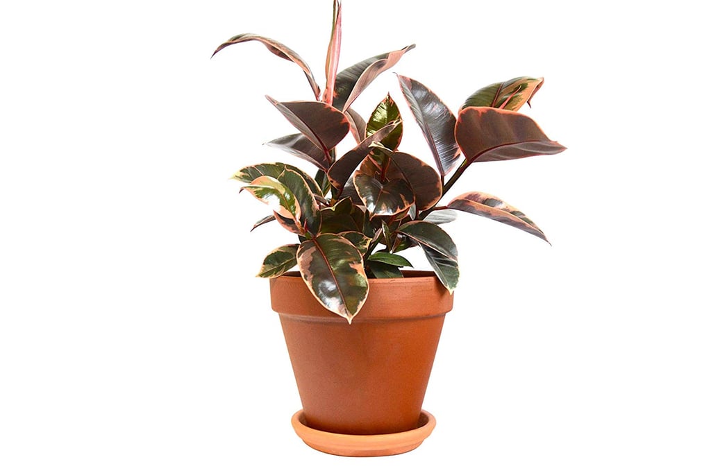 Ruby Pink Rubber Plant