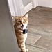 The Best Cat Videos on TikTok