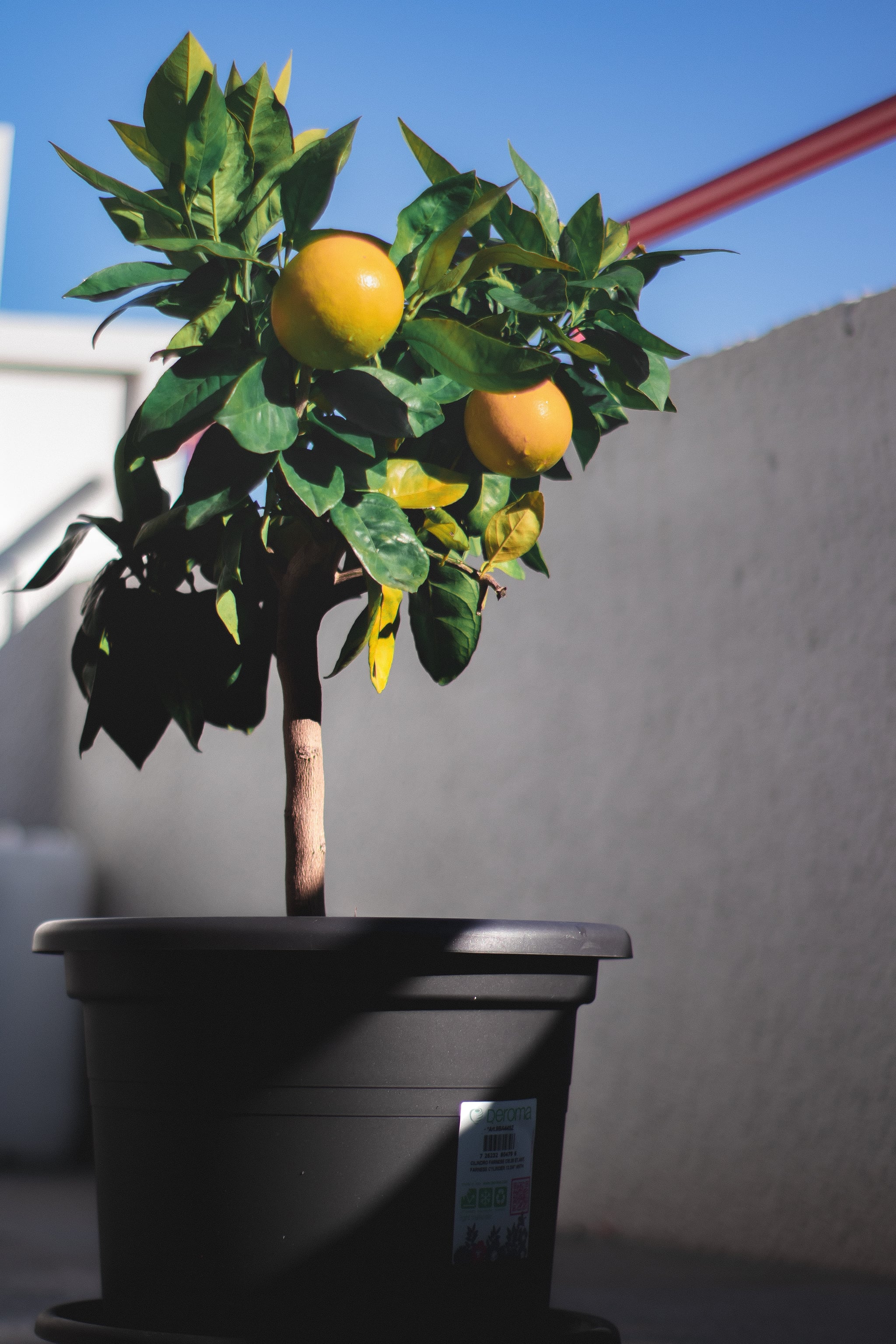 send a plant for mother's day