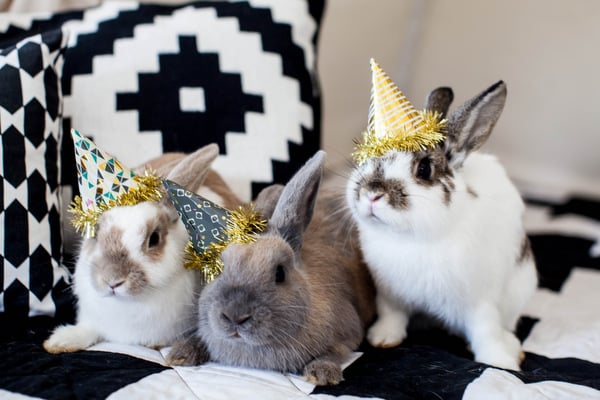Furry Little Guests