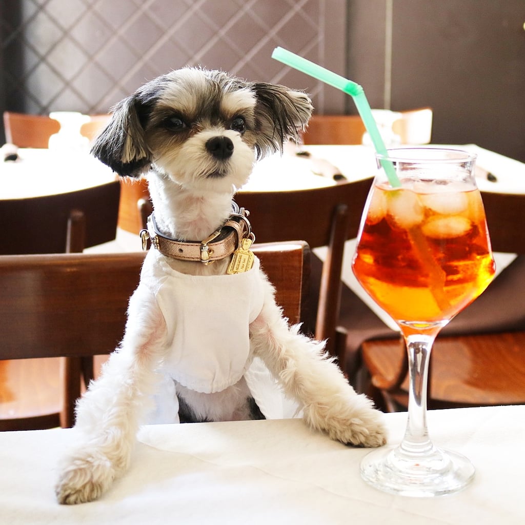 . . . and sip on a traditional Italian Aperol Spritz!