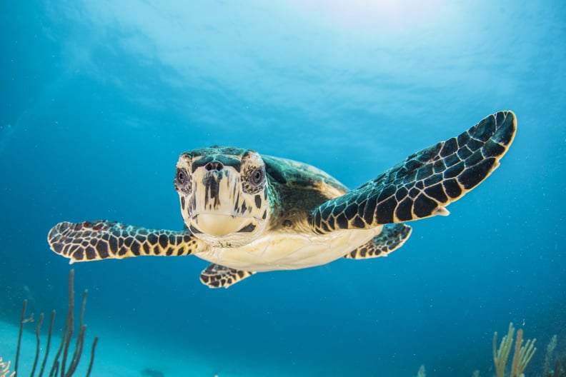 The Snorkeling and Diving Are Amazing