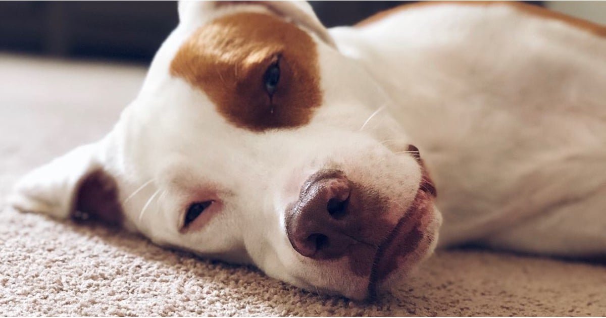 Common Suffocation Risk For Pets POPSUGAR Family