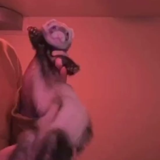 Dancing Ferret Videos From TikTok