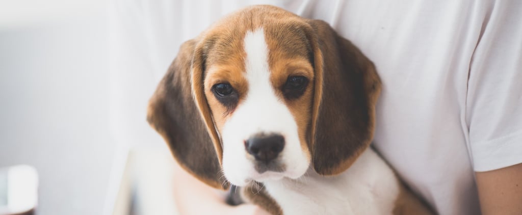 Why Every Day Should Be "Bring Your Dog to Work Day"
