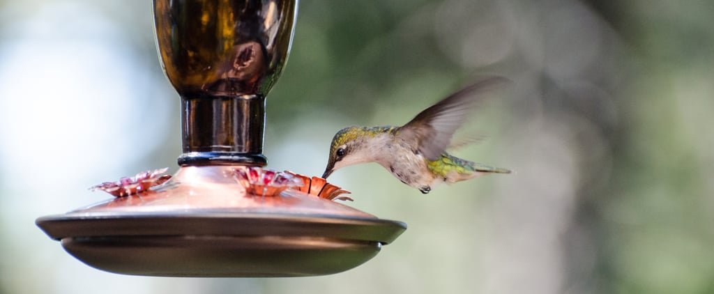 DIY Hummingbird Nectar
