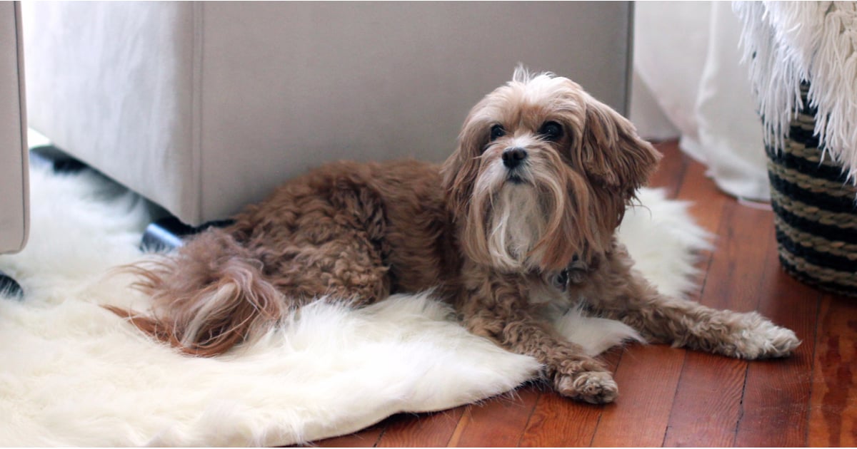 Donate Old Mascara Wands to Animals POPSUGAR Beauty