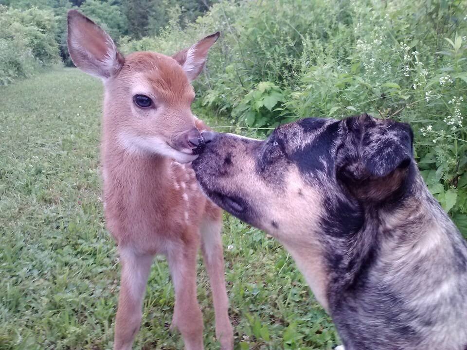 "So my friend's dogs found a baby deer."
Source: Reddit user martialartjesse via Imgur