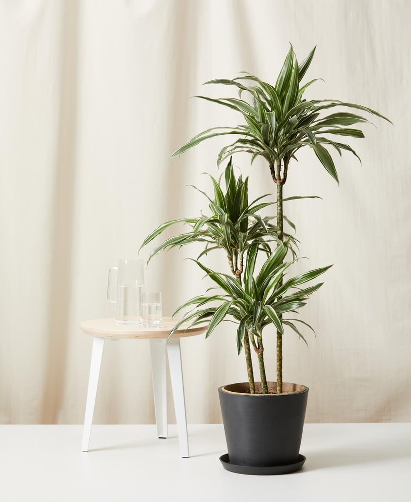 Potted Dracaena Warneckii Plant