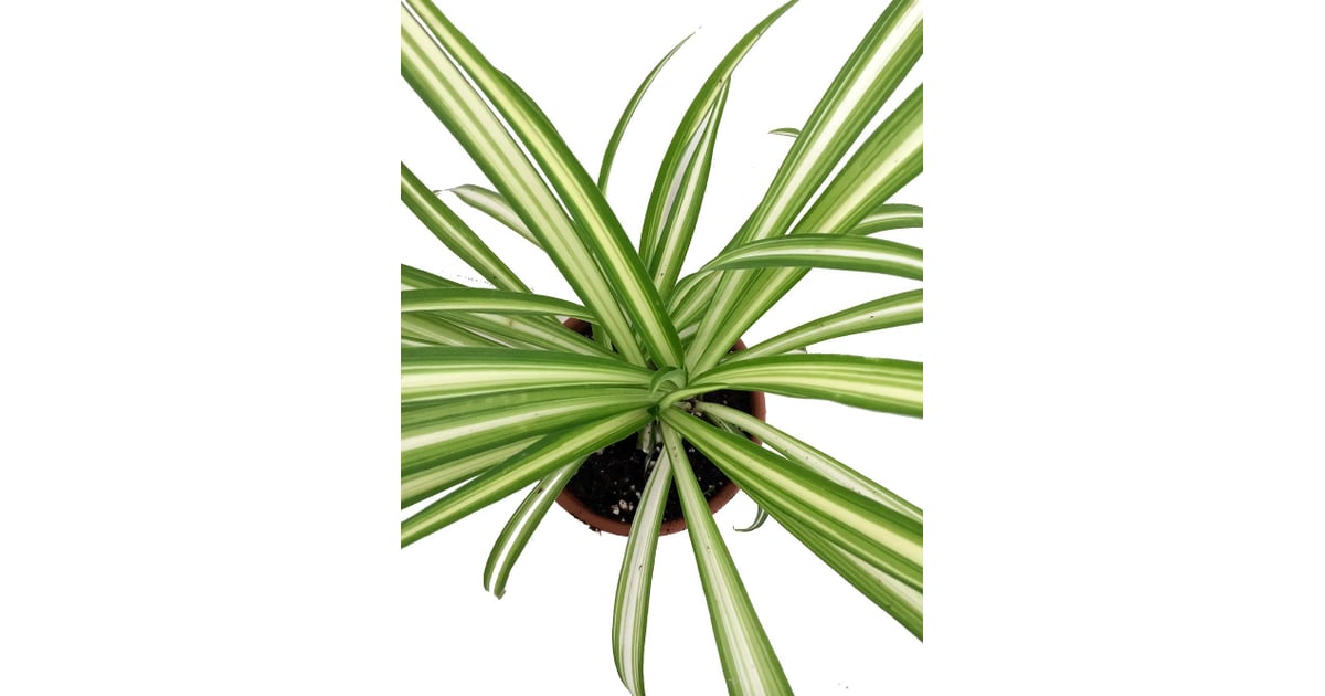 Spider Plant Houseplants That Are Safe For Cats to Eat POPSUGAR