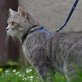 How to Get Your Cat Used to Walking on a Leash