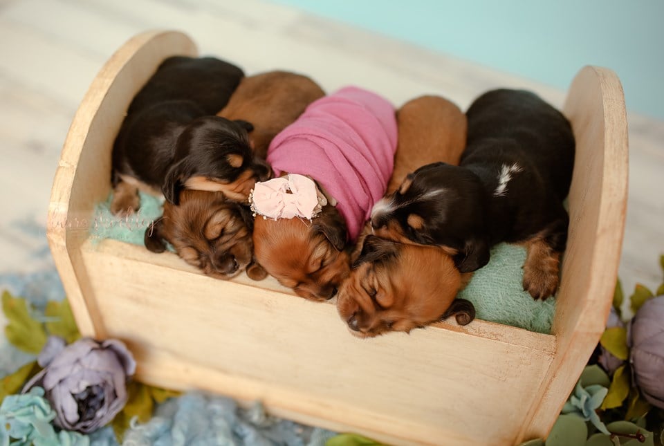 Dogs Cats And Other Pets A Photographer Took Photos Of Her