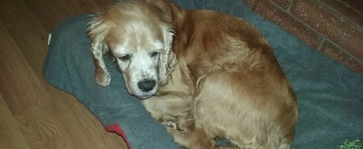 Senior Dog Left at California Animal Shelter to Die
