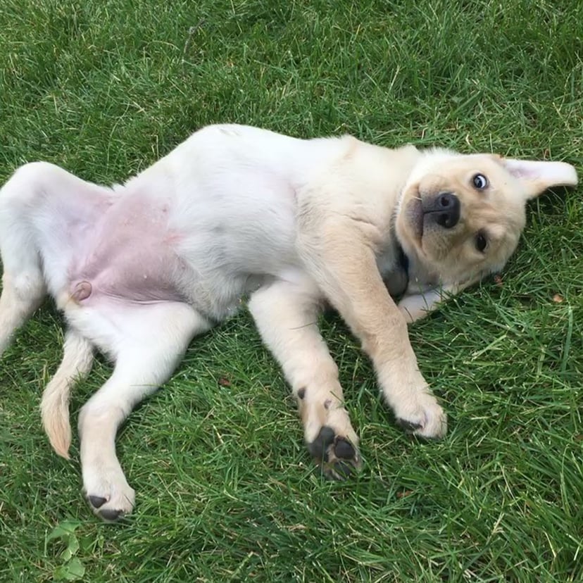 Funny Videos of Labrador Retrievers POPSUGAR Family