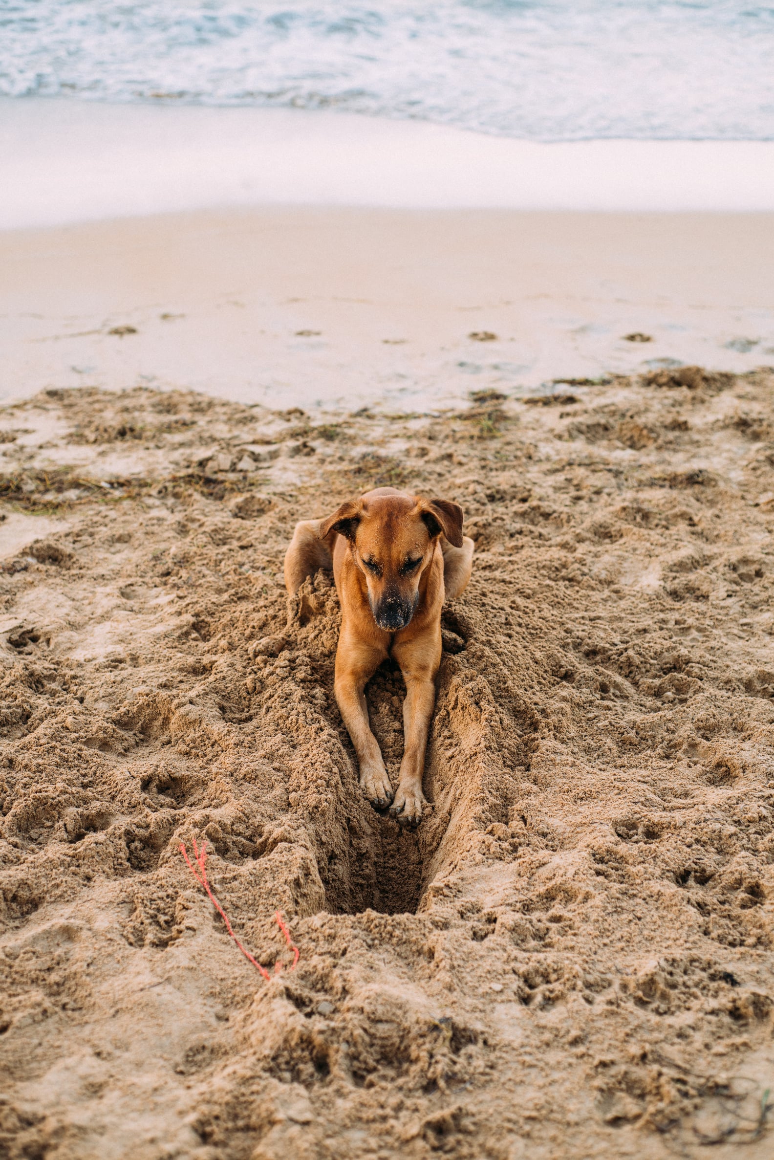 How to Get a Dog to Stop Digging | PS Pets