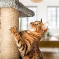 12 Cozy, Modern Cat Trees That Will Elevate Your Space