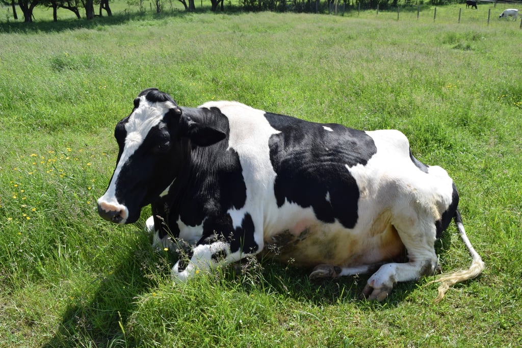 Farm Sanctuary Pictures