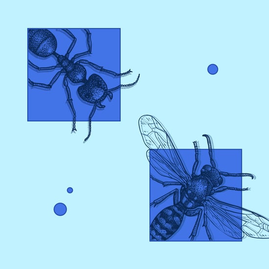 How to Deal With Household Bugs
