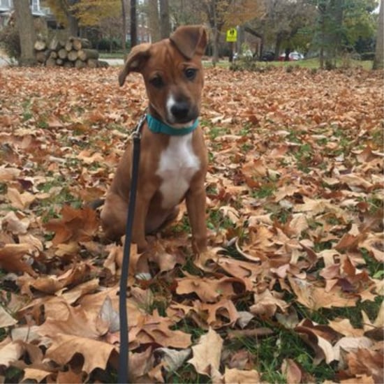 Woman Accidentally Reunites With Dog She Fostered