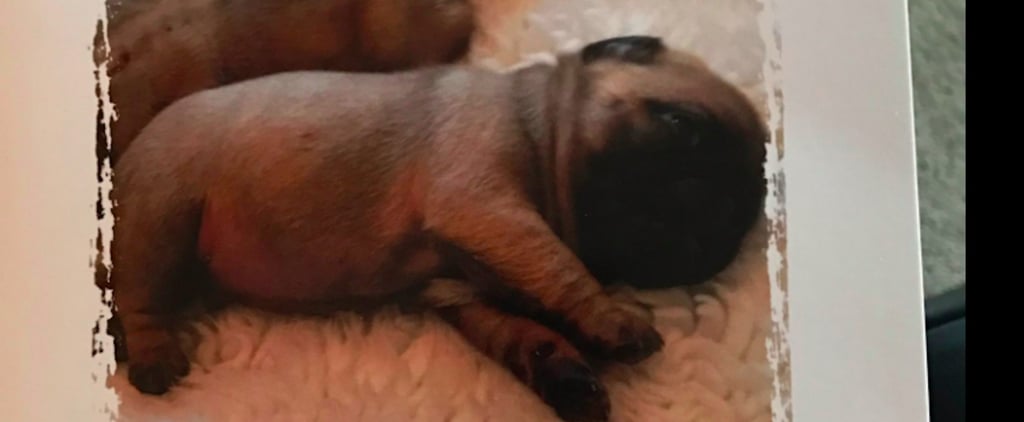 Boyfriend Surprises Girlfriend With Pug on Her Birthday