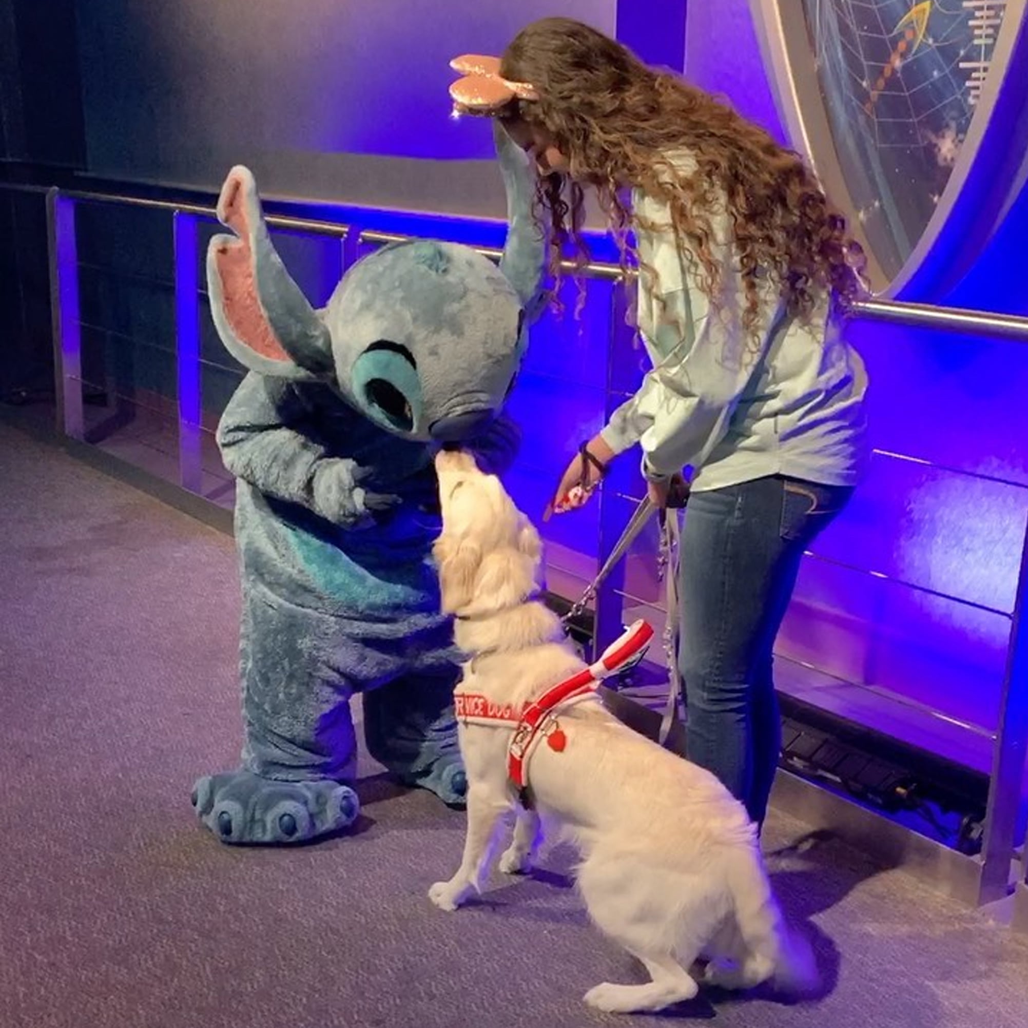 Golden Retriever Meeting Stitch At Disney World Video Popsugar