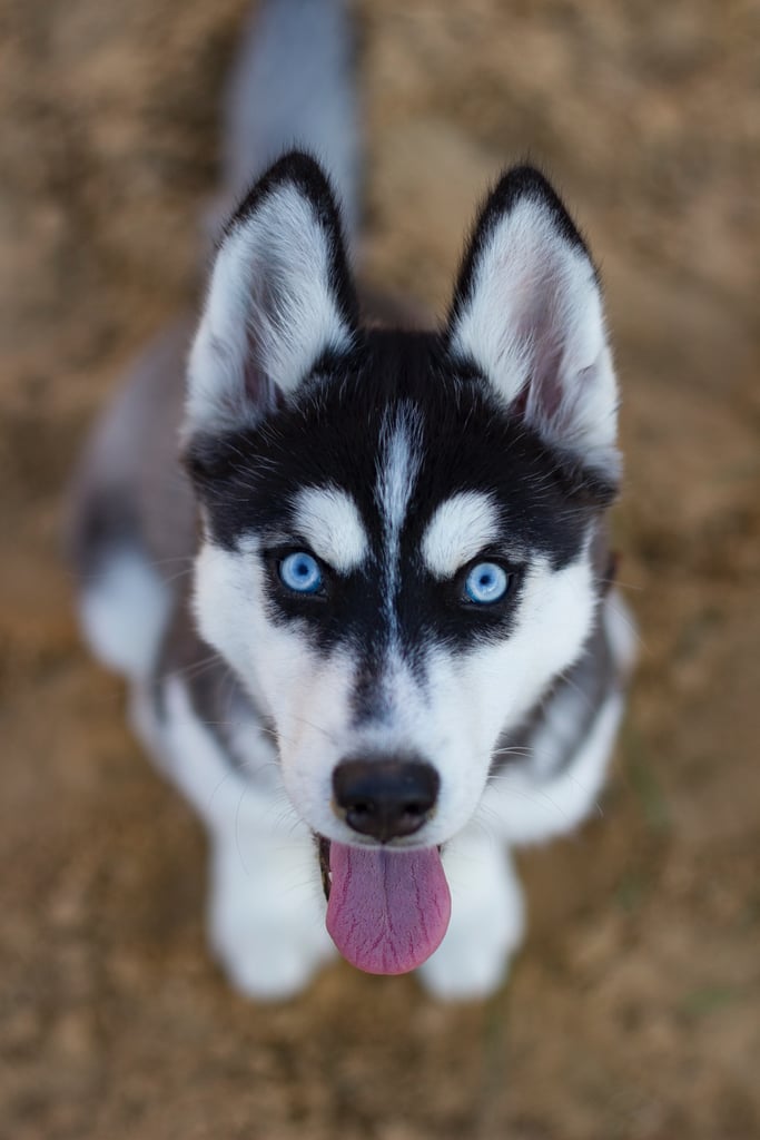 cute husky images