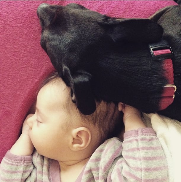 How Parenting Isn't Different Than Puppy Training