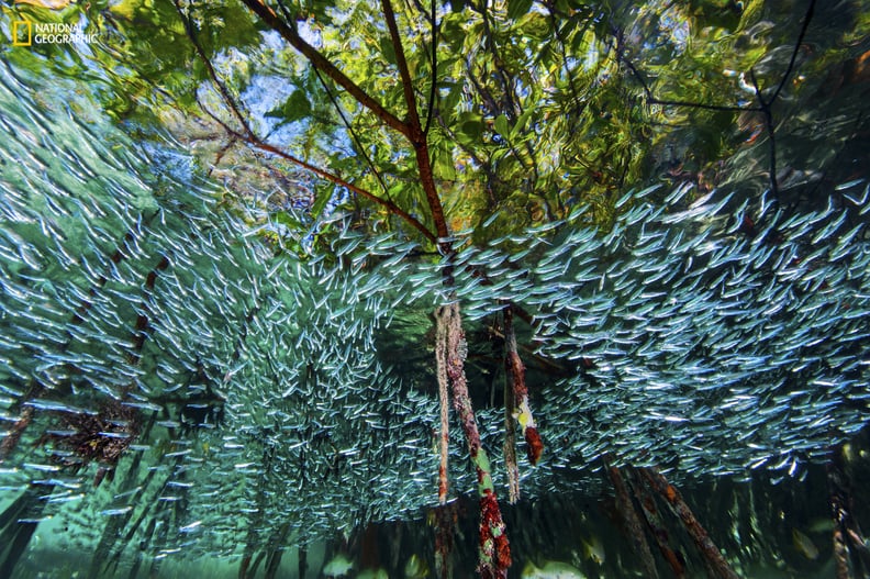 Cuba's Coral Reefs