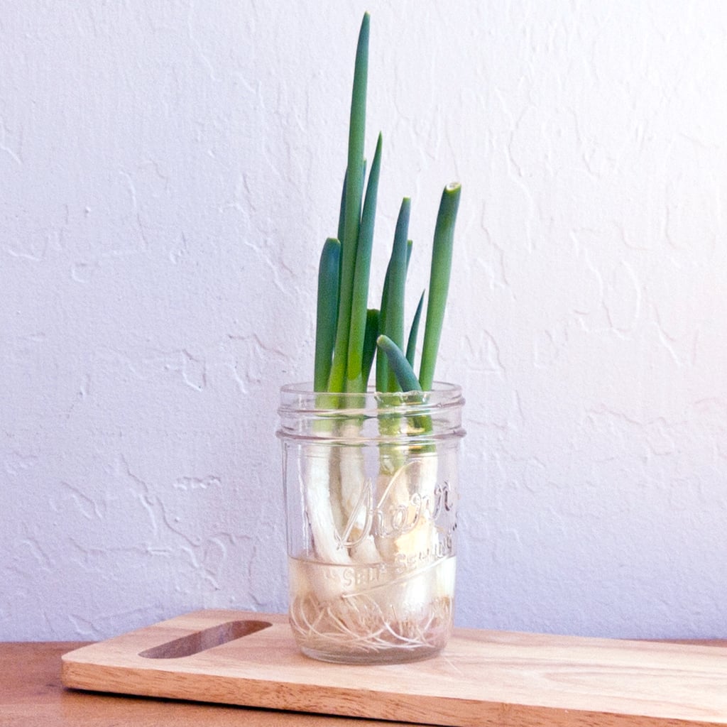 How To Regrow Green Onions In Water Popsugar Smart Living