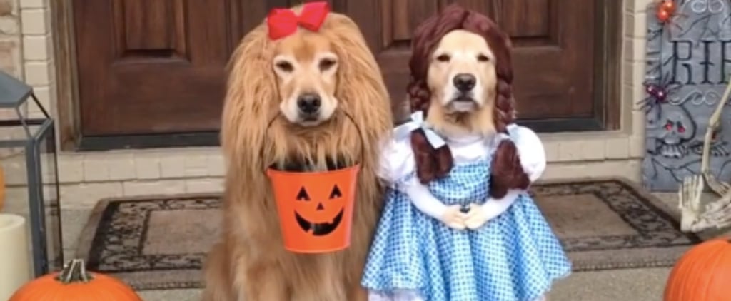 Golden Retrievers Dressed as Wizard of Oz For Halloween