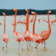 If You Love Flamingos, You'd Better Book Your Summer Vacation For Celestún, Mexico