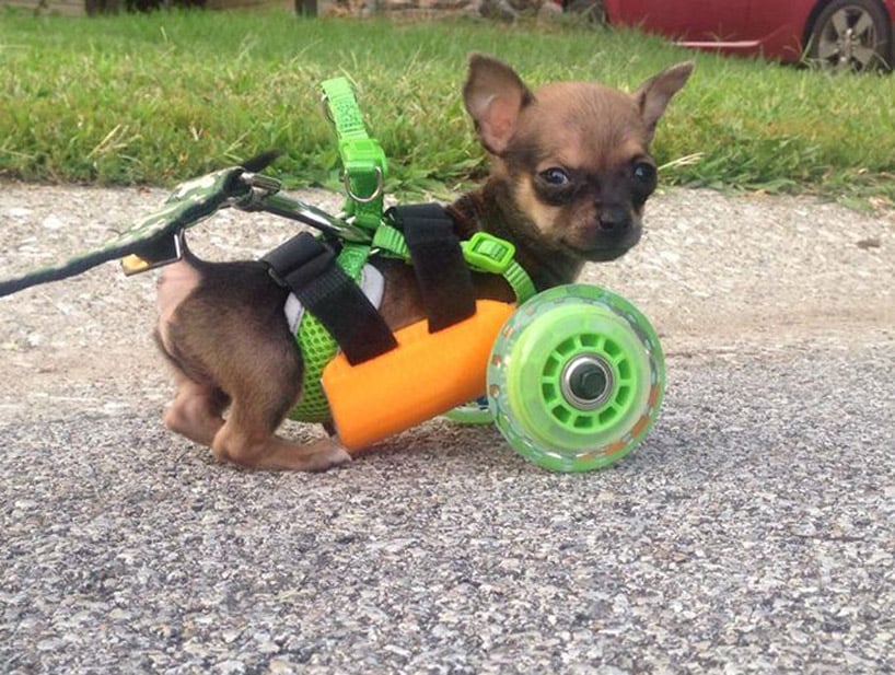 Dog in 3D-Printed Wheelchair