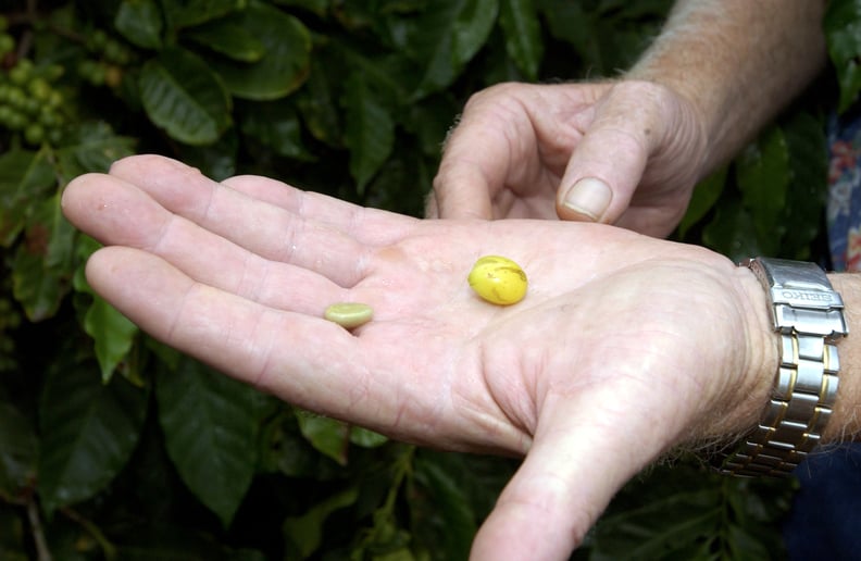 Coffee beans are extracted from coffee cherries in a stage known as processing.