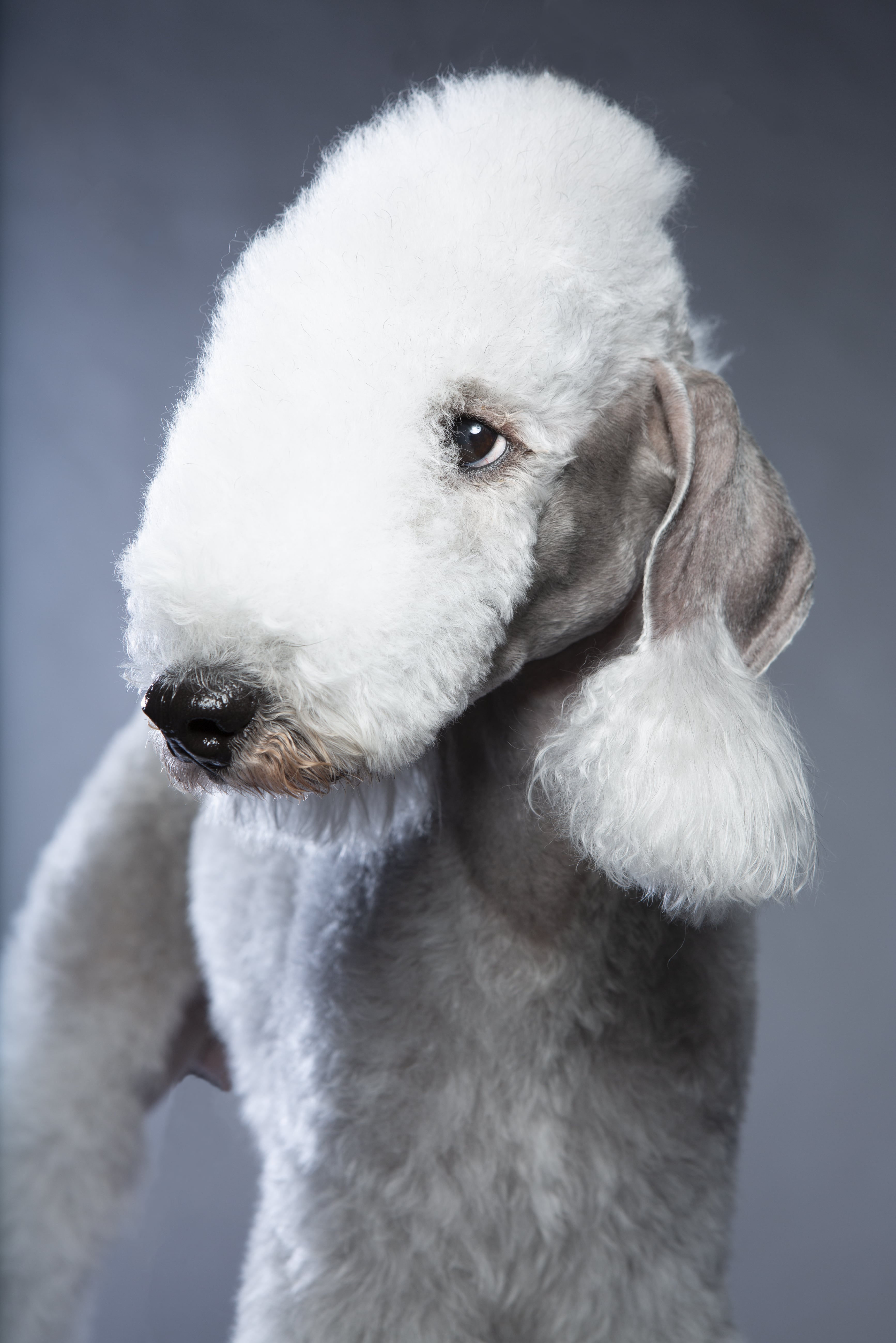 Dog with round hotsell ears