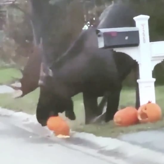 Viral Video of a Moose Eating Halloween Pumpkins