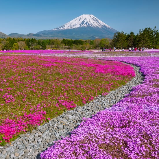 2019 Super Bloom in California | POPSUGAR News