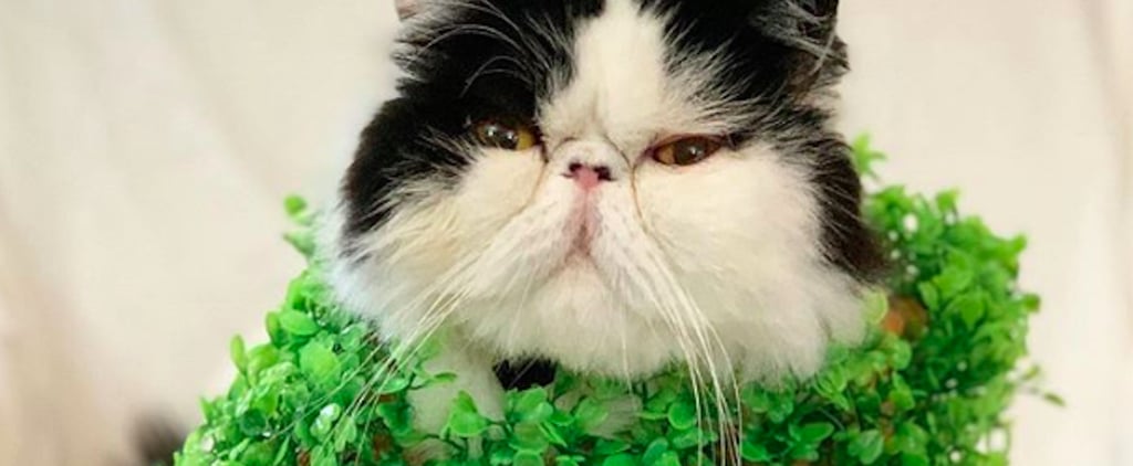 Cat Dressed as a Chia Pet For Halloween