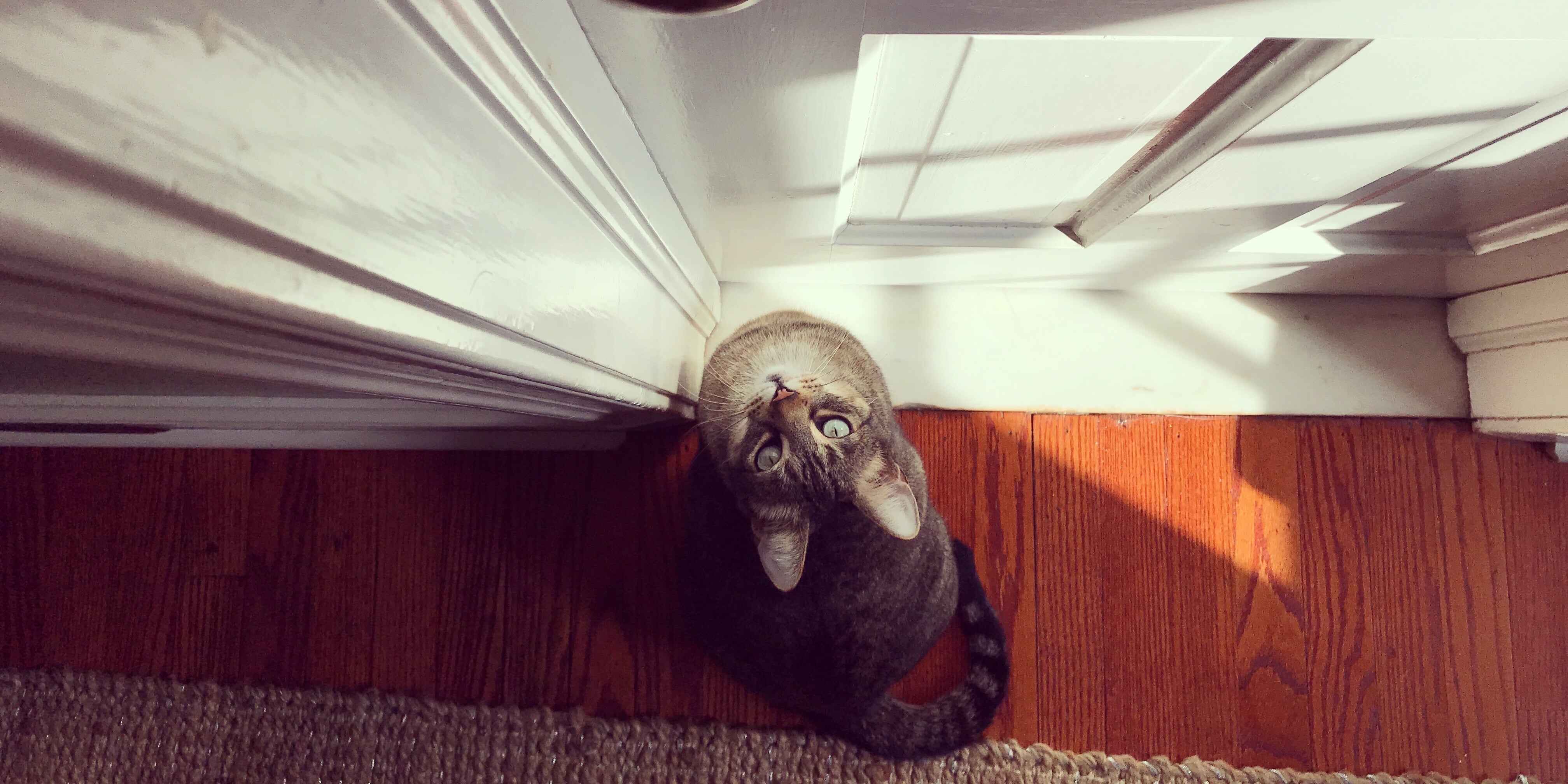 Why Do Cats Hate Closed Doors? POPSUGAR Pets