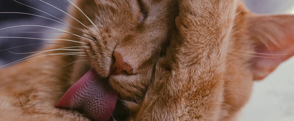 Do Hairball Gels For Cats Actually Work?