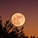 Wolf Moon January 2023 Spiritual Meaning